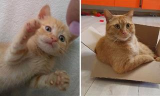 Aww, They Grow Up SO Fast! 20 Heartwarming Cat Photos