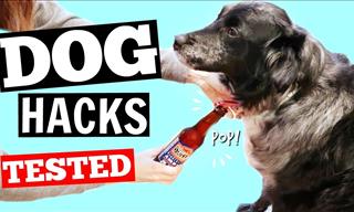 These Life Hacks Would Be Really Helpful For Dog Owners