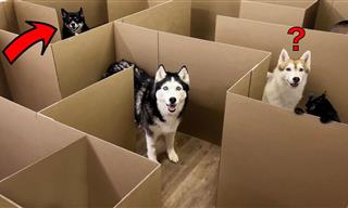 Huskies vs. Cats: A Maze Challenge!