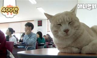 Meet Teukgang, the Korean Kitty Who Goes to College