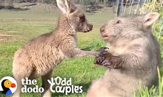 This Wombat and Kangaroo are the Best of Friends