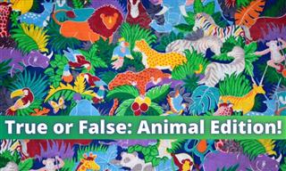 Are These Animal Facts True or False?