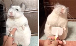 Adorable - Chinchilla Waits Patiently to Get Her Belly Brushed