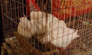 The New Bird Flu - What You Need To Know!