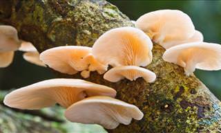 Impressive! Watch How These Fungi Grow, It's Extraordinary