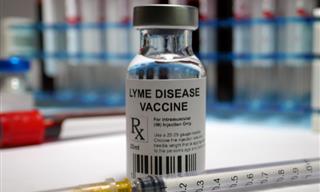 New Vaccine May Help Combat Several Tick-Borne Illnesses