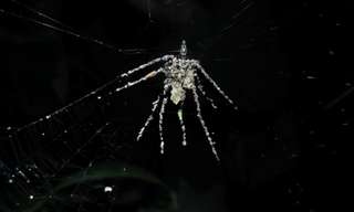 Unbelievable: Spider Builds a Large `spider` Decoy!