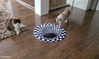 Watch as Cats Crack This Optical Illusion