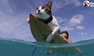 A Cat That Loves Surfing? - Unbelievable!