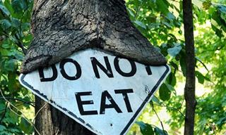Beware of These Trees. They’re HUNGRY!