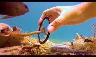 This Tiny Octopus Gets Excited When His Human Visits