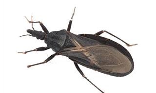 Kissing Insect:  Chagas Disease in the United States