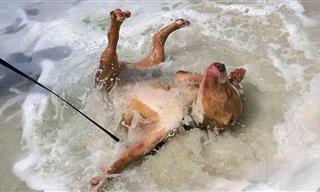 A Mix of Dogs and Water Creates Funny Times for All!