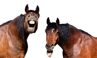 Horses Being Dramatic & Funny for 8 Hilarious Minutes!