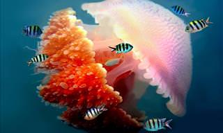 Explore the Secret World Of The Jellyfish