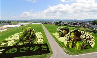This Tiny Japanese Village is Known For its Rice Paddy Art