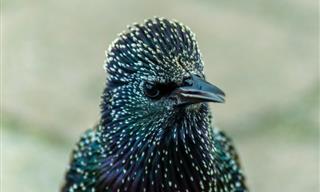 Starlings Are Master Sound Imitators - Fascinating!