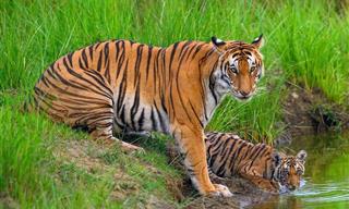 These Close-Up Tiger Photos Will Leave You Breathless