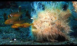 A Fish with Hair? The Curious Case of the Hairy Frogfish