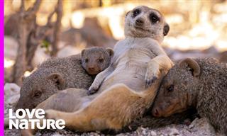 This Meerkat Loves Babysitting Mongoose Babies