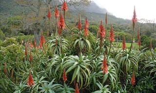 The Various Benefits of Growing 8 Different Kinds of Aloe