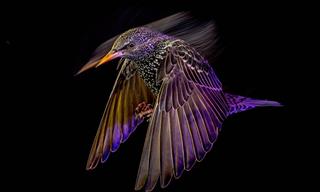 Here Are This Year’s Most Stunning Bird Photographs
