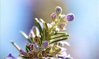 The Smell of Rosemary Can Help Improve Your Memory
