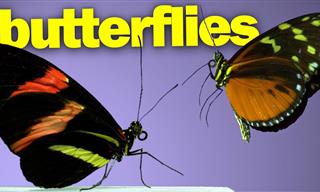 The Flight of Butterflies Captured in Stunning Slow Motion