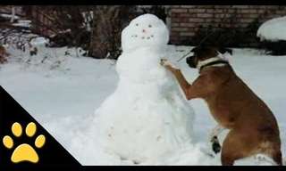 Feel Good Moment: Dogs Just Love the Snow!