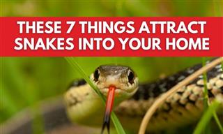How to Keep Snakes Away From Your Home - 7 Useful Tips