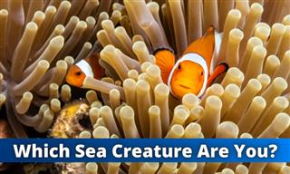 Test: Which Sea Creature Would You Be?