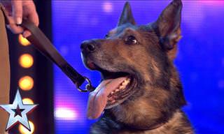 Heroic Police Dog Brings BGT Judges to Tears