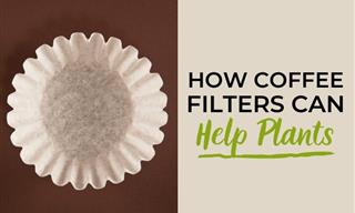 A Genius Unexpected Way to Use Coffee Filters