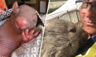 Aww! Baby Wombats Are the CUTEST