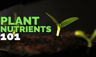 Plant Nutrients Explained: EVERYTHING You Need to Know