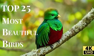 Meet the 25 Most Beautiful Birds in the World
