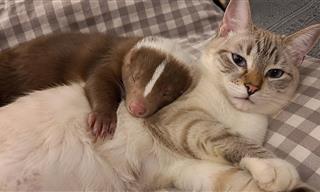 This Skunk is in Love... With a Cat