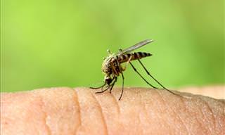 5 Natural Mosquito Repellents You Must Know About!