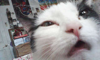 Cats Caught Mid-Sneeze Make the Funniest Faces!