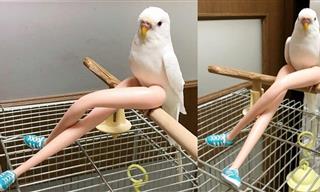 These Parrots Will Have You Rolling on the Floor with Laughter