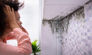 Household Mold and How to Deal With it