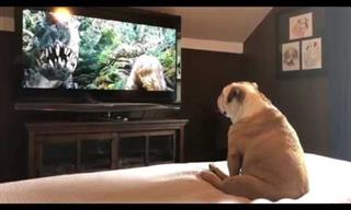 This Bulldog Is a Real Movie Buff - Hilarious!