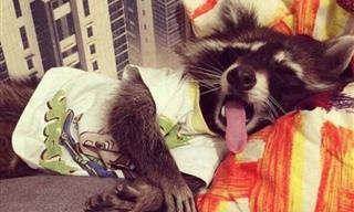 Raccoons Are Too Adorable and Quirky Not to Be Loved!