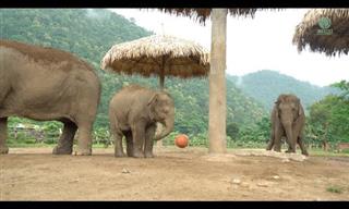 This Charming Baby Elephant Likes Playing Ball!