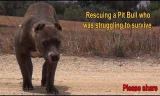 The Rescue of Bunny the Pit Bull