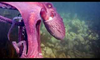 The Octopus Thief  - Amazing Encounter!