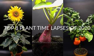 A Collection of Stunning Plant Growing Time Lapses