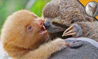 Sloth vs. Sloth: Get to Know the 2 Types of Cute Sloths