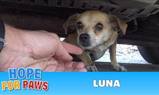 Lost Doggie Luna Gets Reunited With Owner