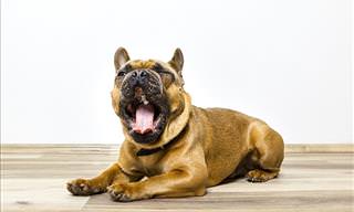 10 Signs Your Dog is Stressed